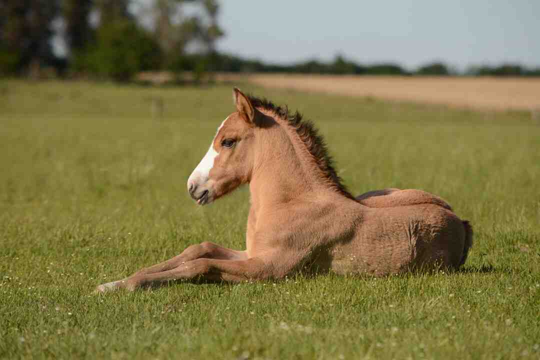 Comment avoir un corps de danseuse classique ?