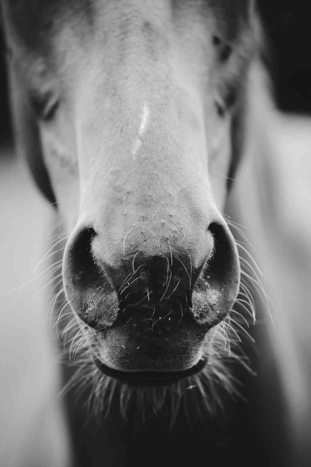 Comment s'appelle les danseuses du Crazy Horse ?