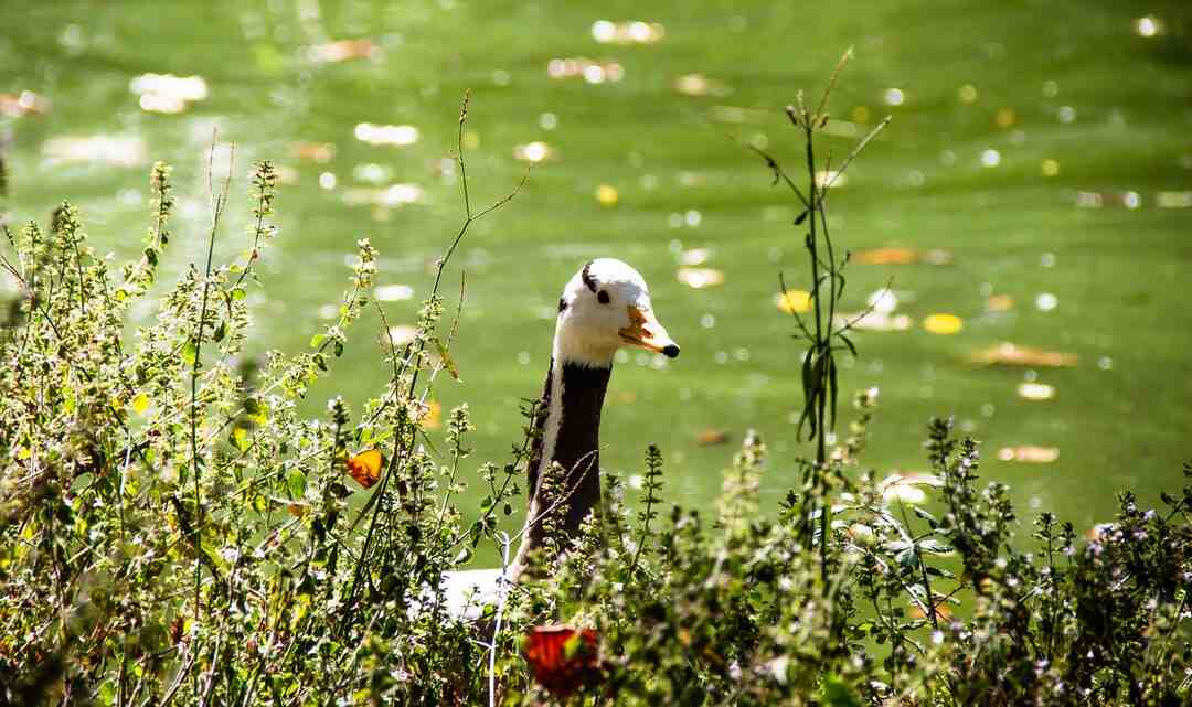 Où manger à Paris le 31 décembre ?