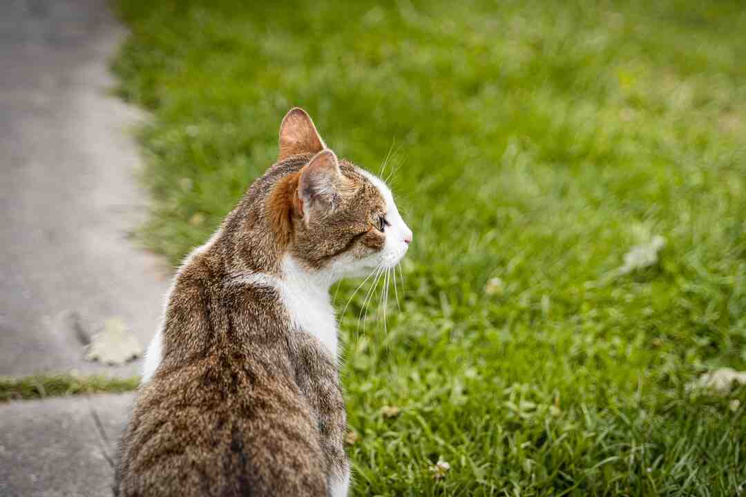 Où manger à Paris le 31 décembre ?