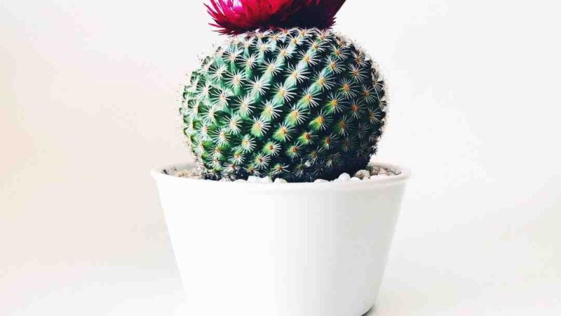 Où passer le Nouvel An à Bordeaux ?