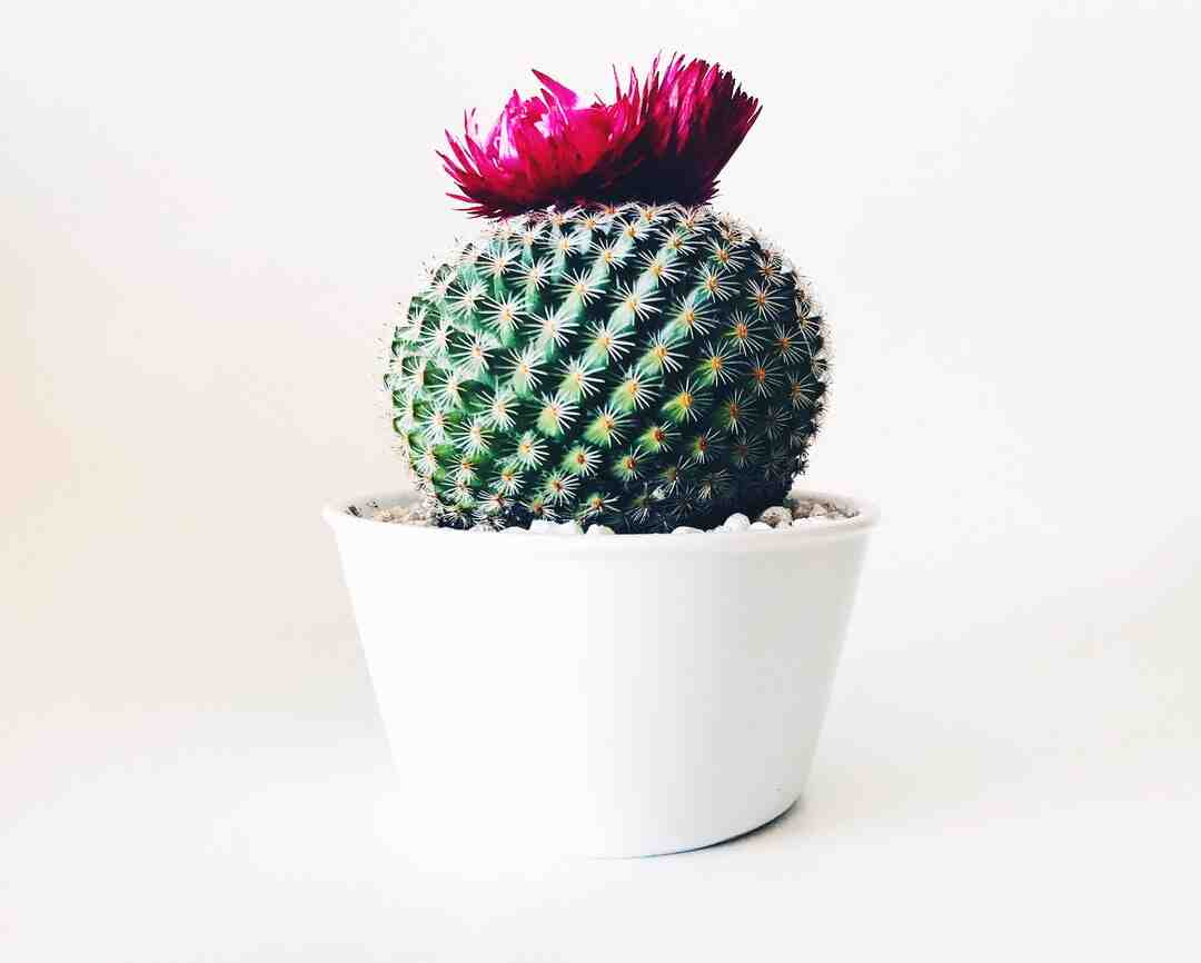 Où passer le Nouvel An à Bordeaux ?