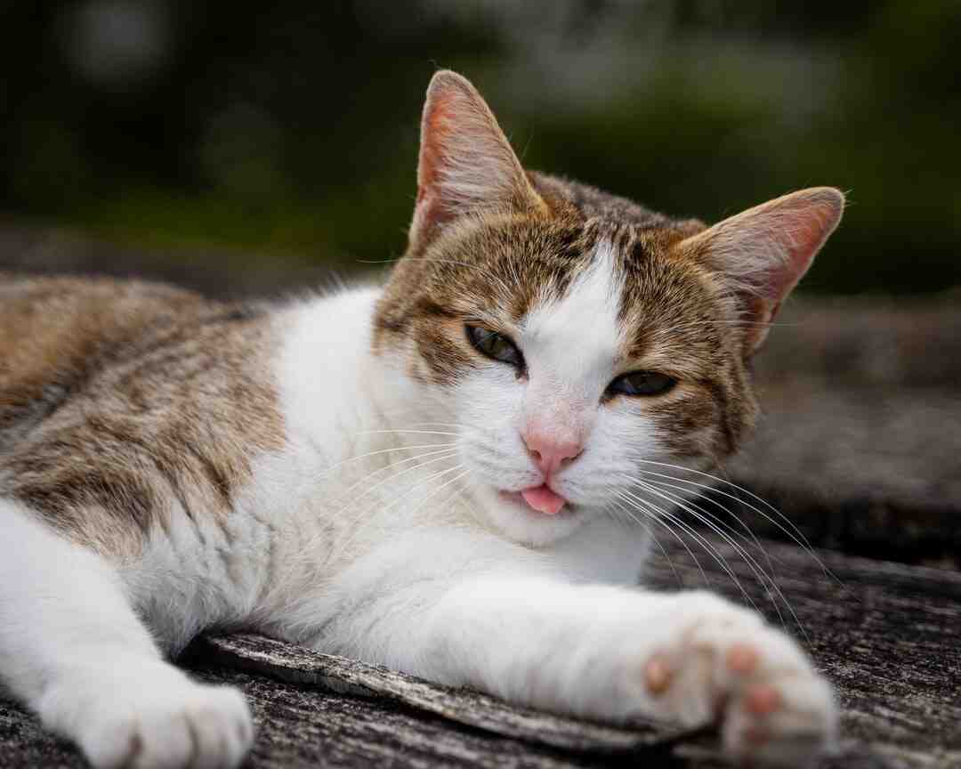 Ou réveillonner le 31 décembre 2021 en Ille-et-vilaine ?