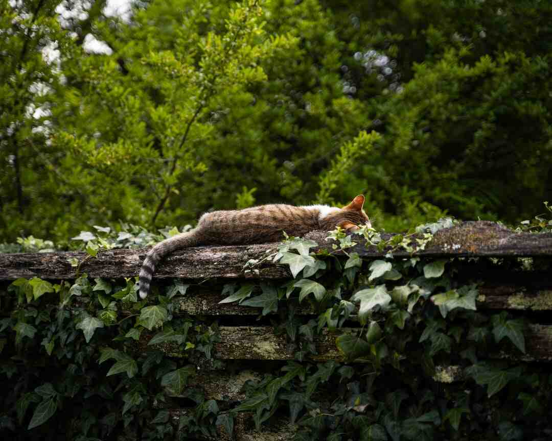 Où voir le feu d'artifice Paris 31 décembre ?