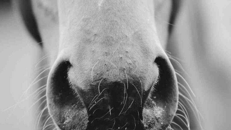 Quel est le salaire d'une danseuse du Crazy Horse ?