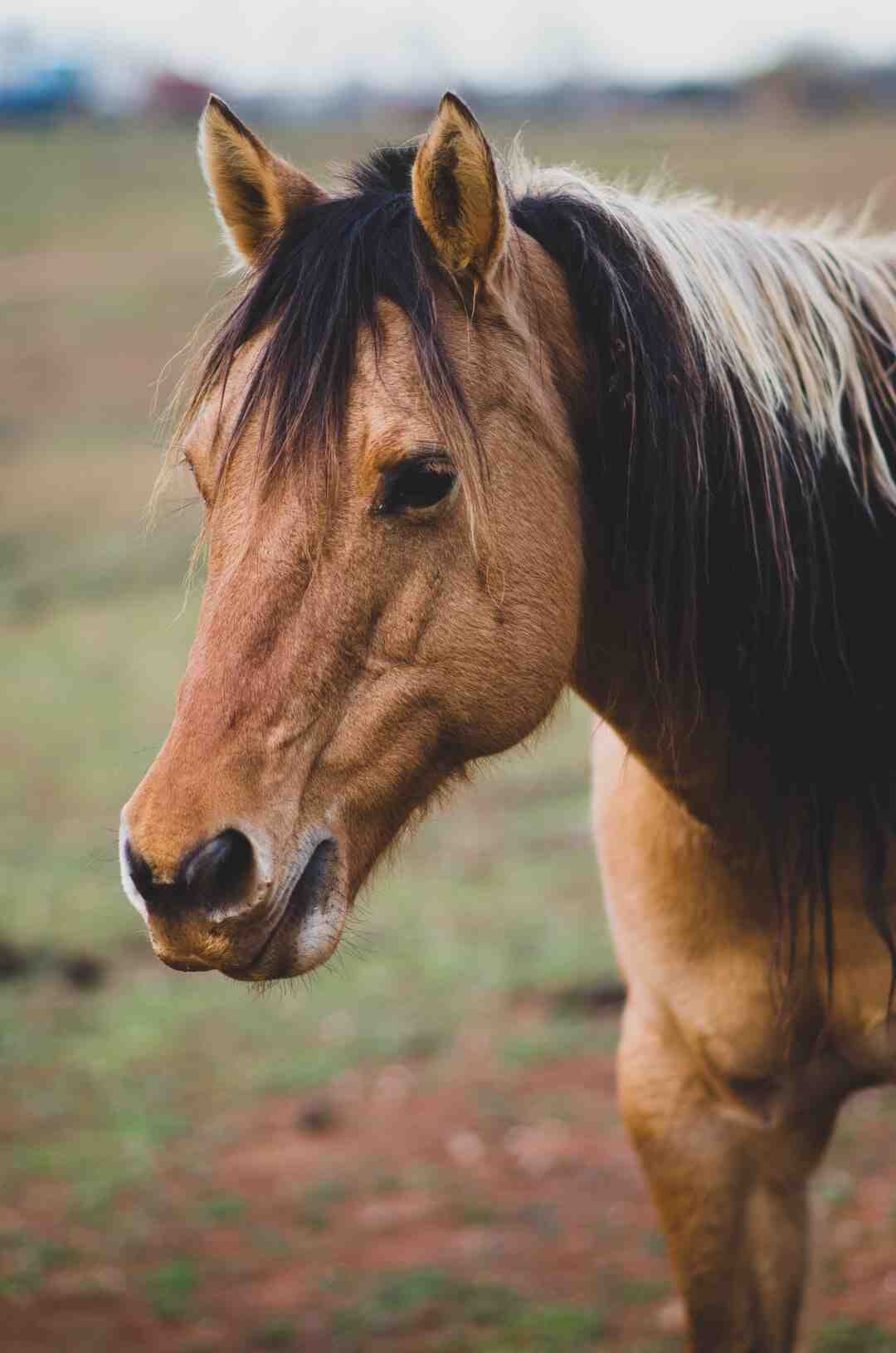 Quel poids pour une danseuse classique ?