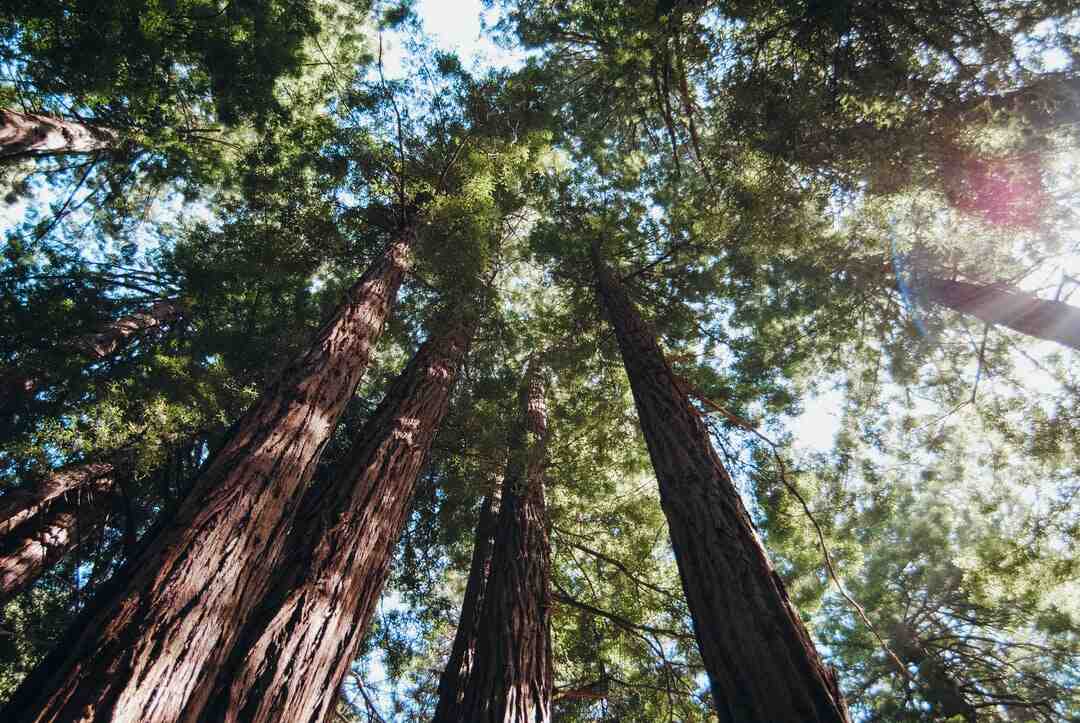 Quel spectacle au Moulin Rouge ?