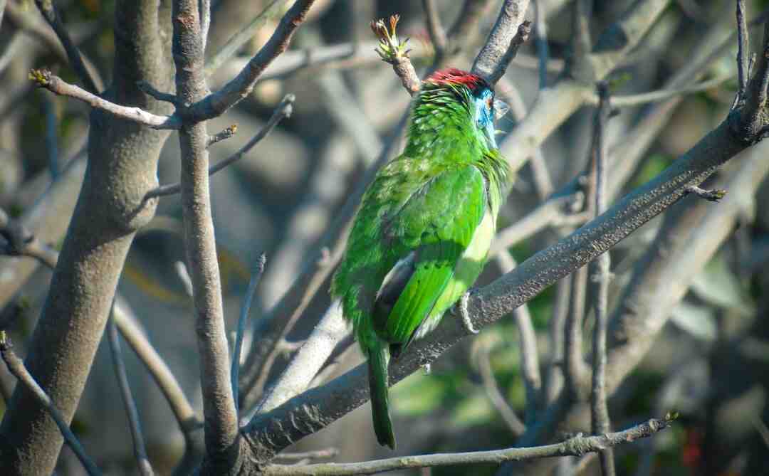Quelle différence entre comédien et un acteur ?