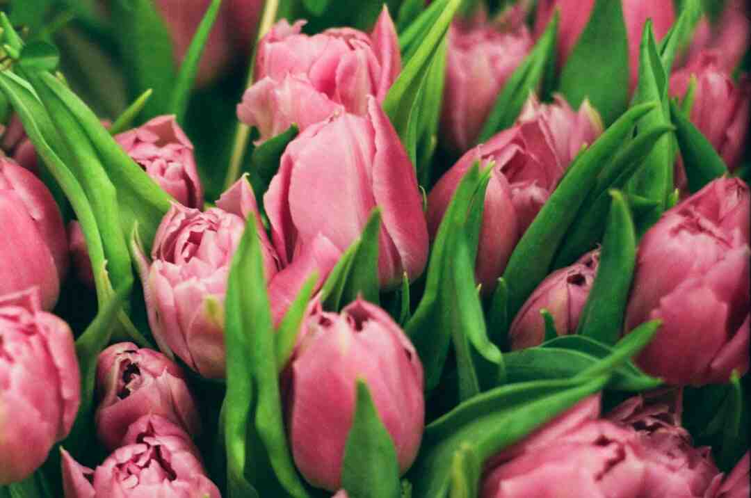 Qui est le plus grand humoriste ?