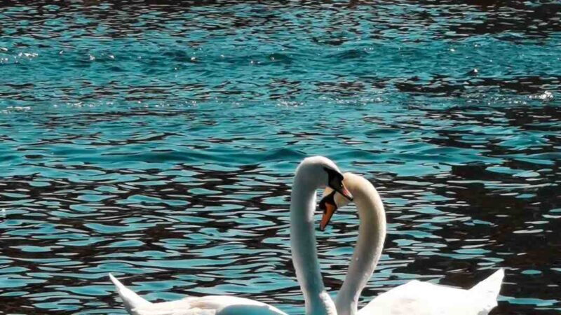 Comment s'habiller pour aller voir le lac des cygnes ?
