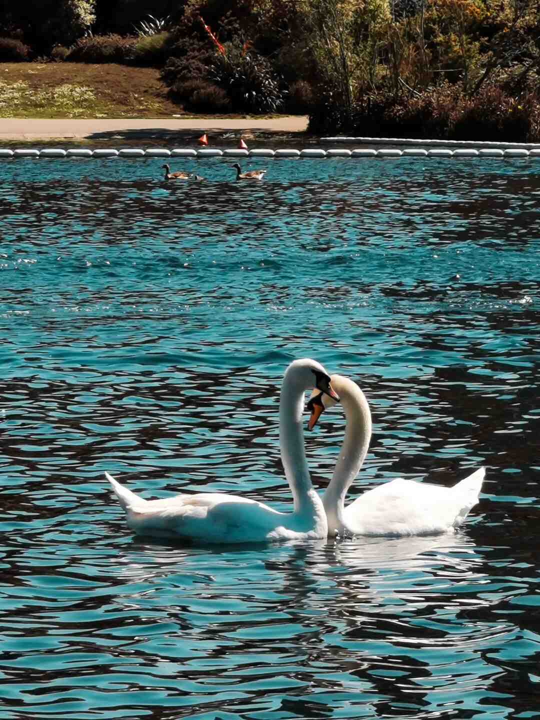 Comment s'habiller pour aller voir le lac des cygnes ?