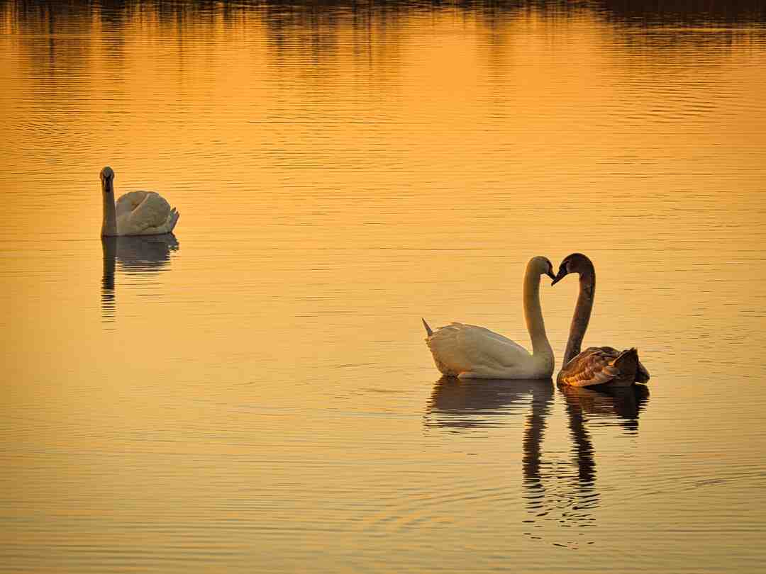 Comment s'habiller pour un gala de danse ?