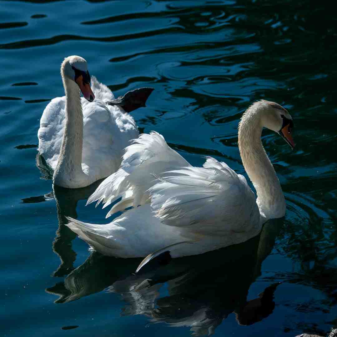 Où aller en Autriche en décembre ?