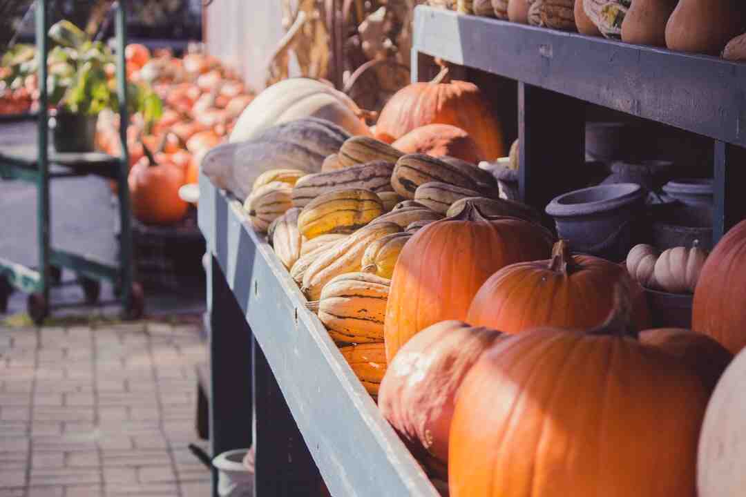 Où sont passés Shirley et Dino ?