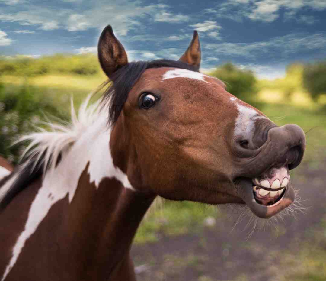 Quelle différence entre humour et comédie ?