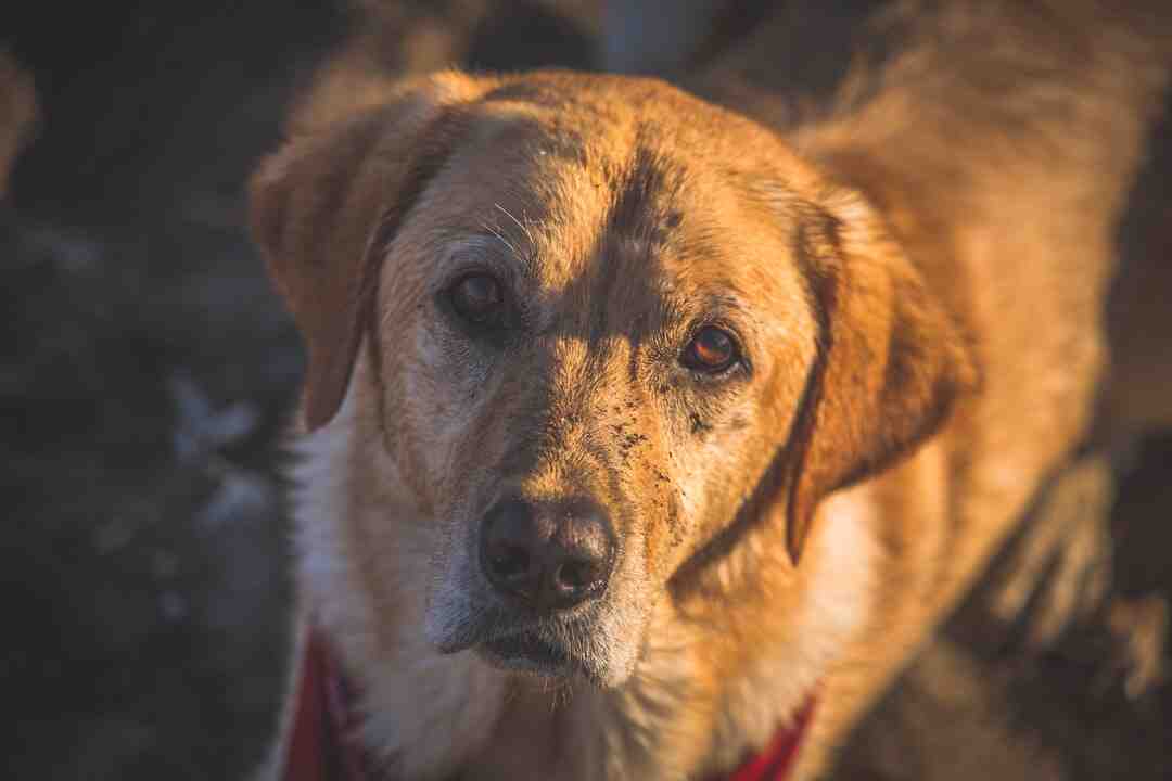 Quelle est l'histoire de Carmen de Bizet ?