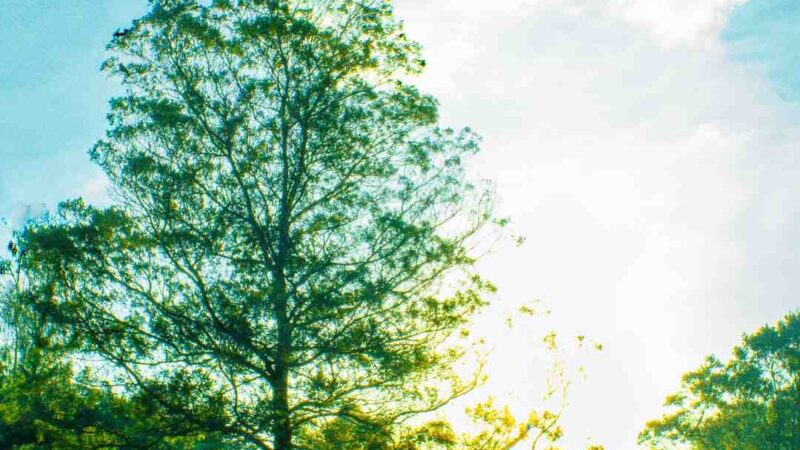 Comment télécharger des vidéos gratuitement sur PC ?