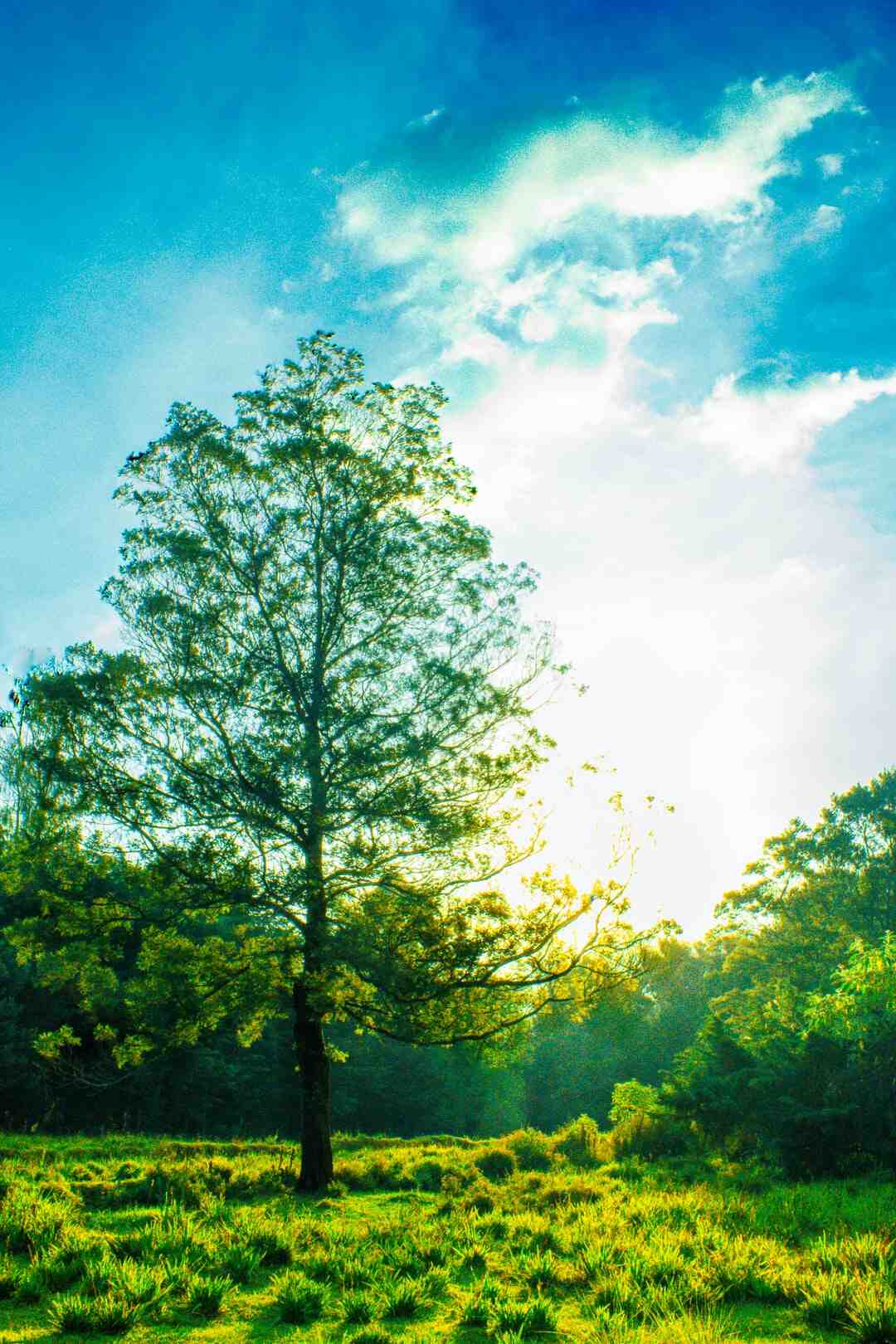 Comment télécharger des vidéos gratuitement sur PC ?