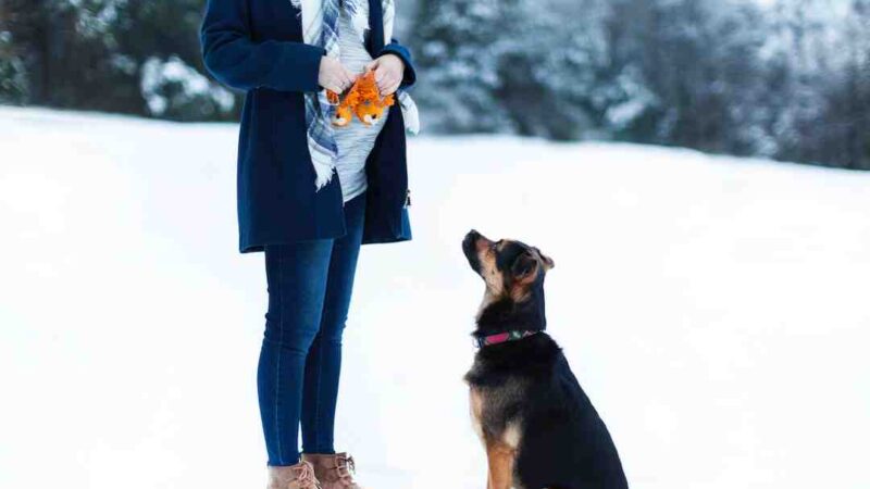 Quel est le meilleur navigateur 2022 ?